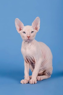 Don Sphynx kitten