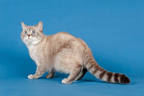 Selkirk Rex cat