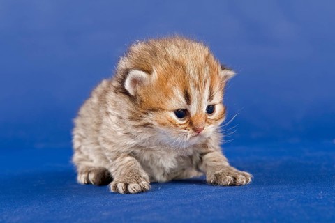 Persian kitten