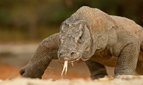 Komodo Dragon (Varanus komodoensis)