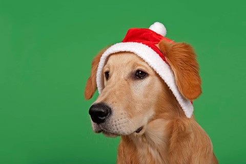 Golden Retriever