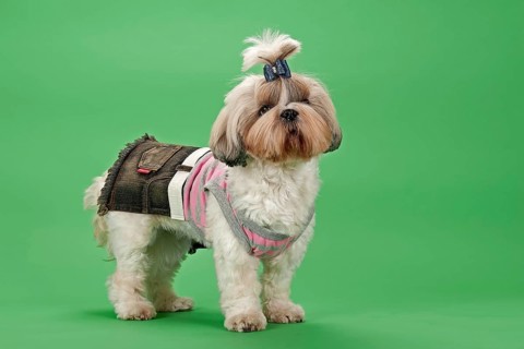 Shih-Tzu dog