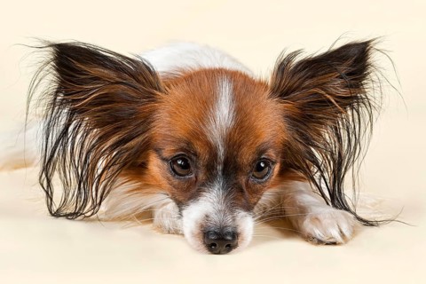 Papillon dog