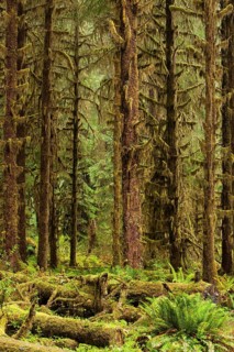 Hoh Rainforest