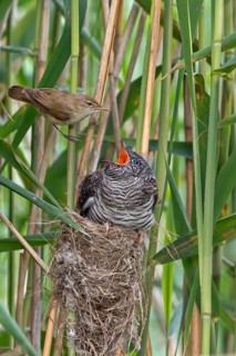 Cuckoo (Cuculus canorus)