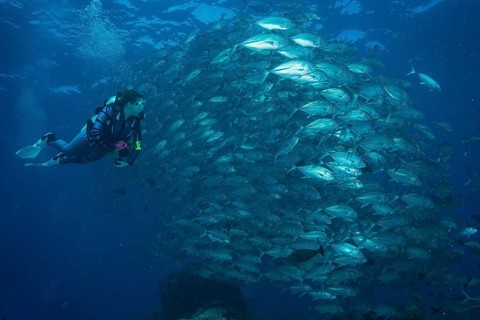 Female diver watching a school of Bigeye Trevallies (Caranx sexfasciatus)