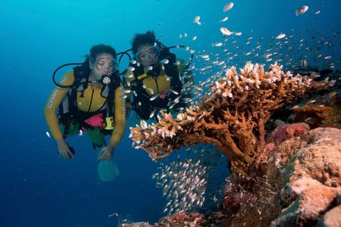 Divers watching a school of Pigmy Sweepers (Parapriacanthus ransonneti)