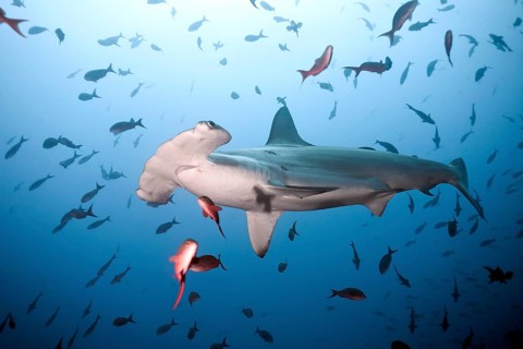 Scalloped hammerhead shark (Sphyrna lewini)