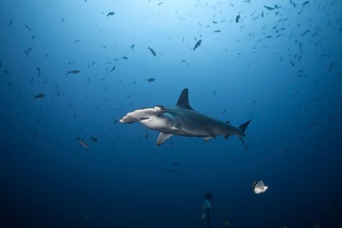 Scalloped Hammerhead Shark (Sphyrna lewini)