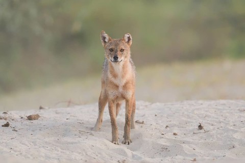 Golden jackal (Canis aureus) standing on sandy ground