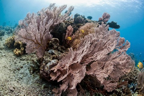 Red Giant Fan Coral (Melithaea sp.) with Behn's Damsel (Neoglyphidodon nigroris)