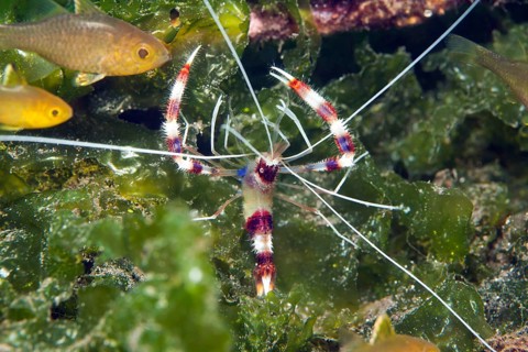 Banded coral shrimp