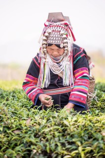 Akha hill tribe woman picking tea