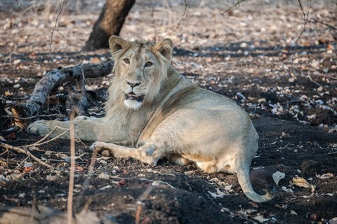 Asiatic lion (Panthera leo persica)