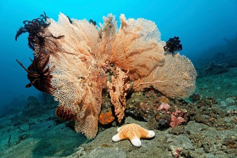 Gorgonia or Sea fan (Anella sp.) with black Crinoids (Comantula rotalarius) and Big-plated Sea Star (Choriaster granulatus)