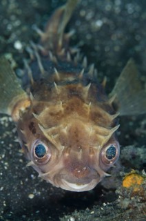 Orbicular Burrfish (Cyclichthys orbicularis)