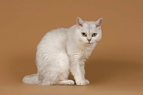 Selkirk Rex cat