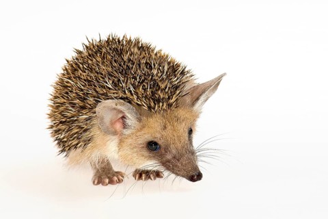 Egyptian Long-eared Hedgehog (Hemiechinus auritus aegypticus)