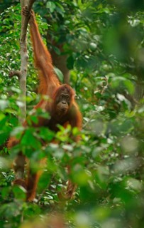 Bornean Orangutan (Pongo pygmaeus)