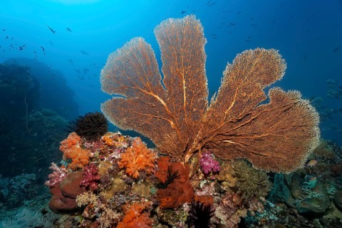 Coral reef roof with large gorgonian (Annella mollis)
