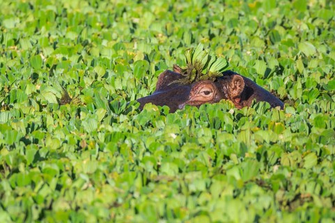 Hippopotamus (Hippopotamus amphibius) in a pond covered with water lettuce
