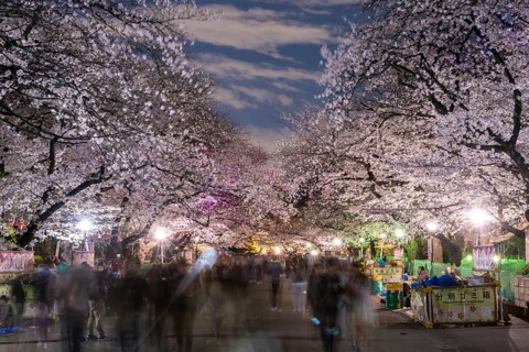 Flowering cherry trees at dusk in springtime