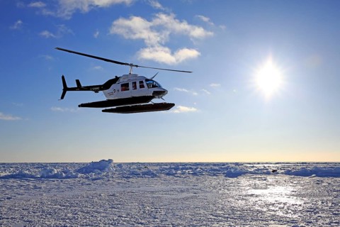 Helicopter trip to watch Harp Seals or Saddleback Seals