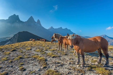 Horses in front of the Aiguilles d'Arves