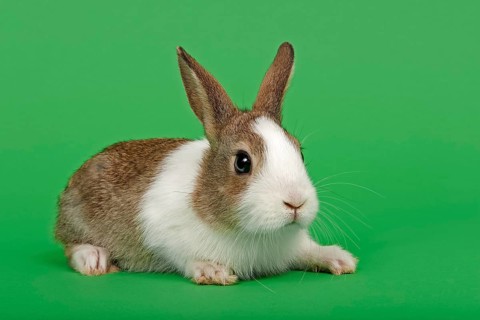 Dutch rabbit