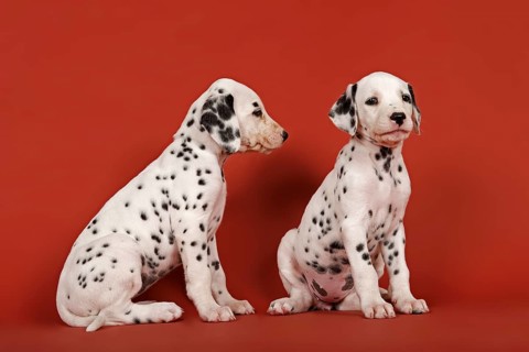 Two Dalmatian puppies