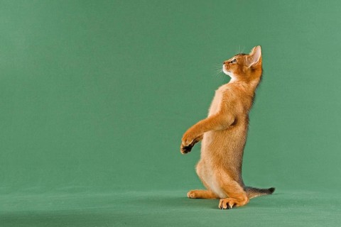 Abyssinian kitten