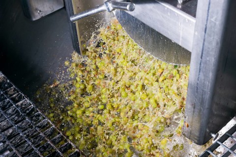 Silvaner grapes being squeezed in the Juliusspital Wurzburg winery