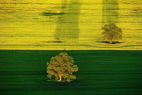 Trees in a green field and a flowering rape feed