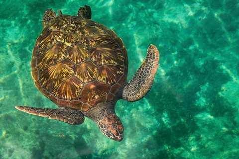 Turtle in Kelonia Aquarium