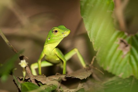 Green Tree Lizard (Bronchocoela cristatella)