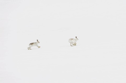 Mountain Hare (Lepus timidus) adult pair