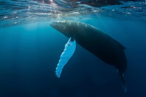 Humpback Whale (Megaptera novaeangliae)