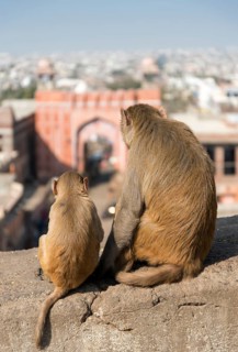 Rhesus Macaques (Macaca mulatta)