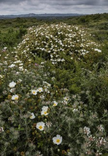 Dense low maquis / garrigue