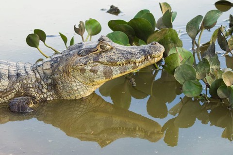 Yacare Caiman (Caiman yacare)