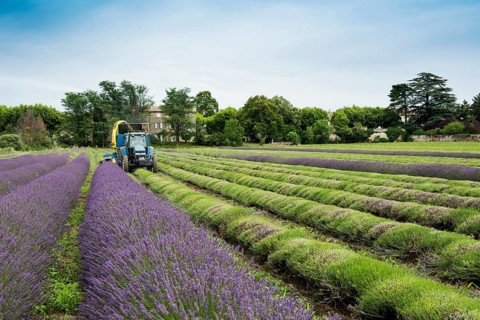 Lavender harvest