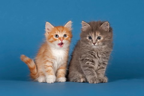 Two Siberian forest kittens