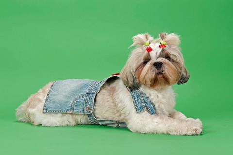 Shih Tzu dog