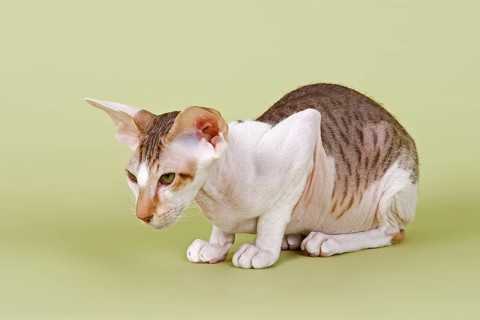 Peterbald cat