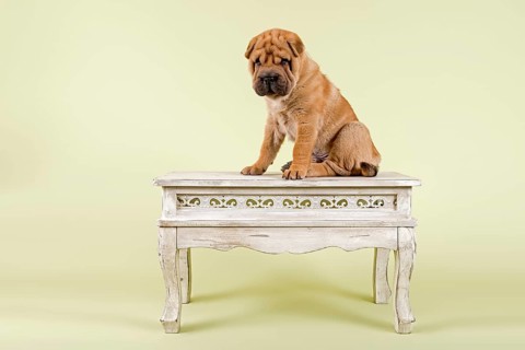Shar Pei puppy