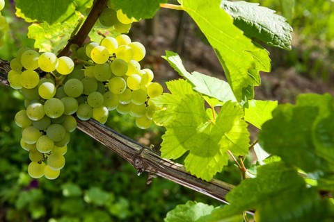 Silvaner grapes growing in the vineyard