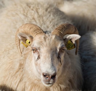 Sheep with ear tags