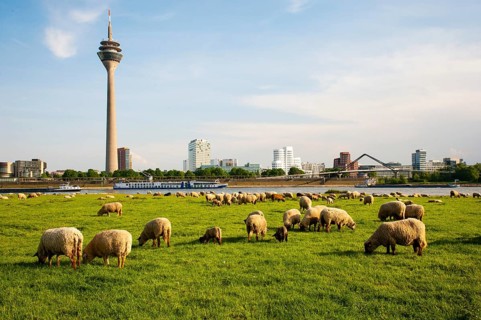 Sheep grazing in the meadows on the banks of the Rhine opposite the Rhine Tower and Neuer Zollhof in the Media Harbour