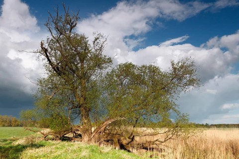 Softwood floodplains