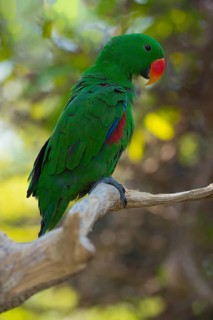 Male Eclectus Parrot (Eclectus roratus)